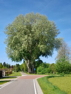 GGZ; WATERZAKDRAGER DUGOUT KROES; HANS JE BENT DE TIJD VER VOORUIT….(JAN; MAZI; GOD HET LIJKWEL DAT IK MEZELF ZIE IN JOU? OVER ONSZELF PRAAT!)